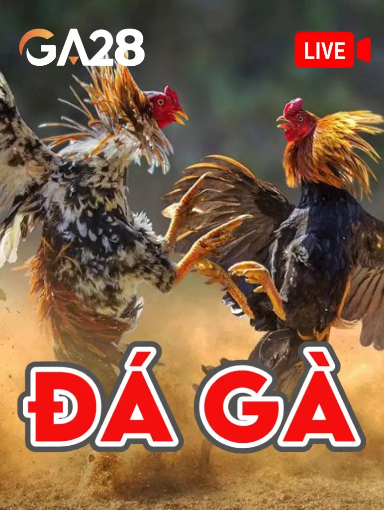 TX88 Đá Gà Livestream